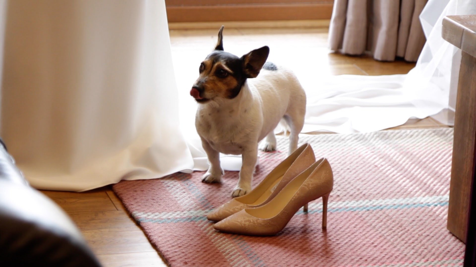 Wedding shoe and dog